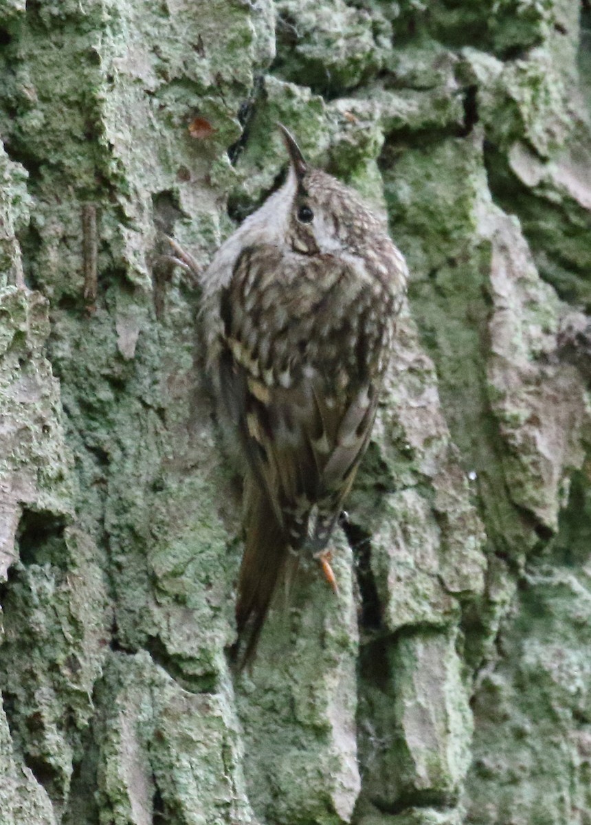 Short-toed Treecreeper - ML646739276