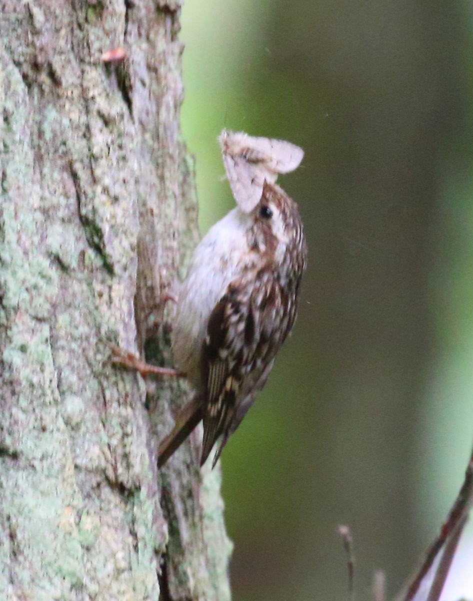 Short-toed Treecreeper - ML646739277