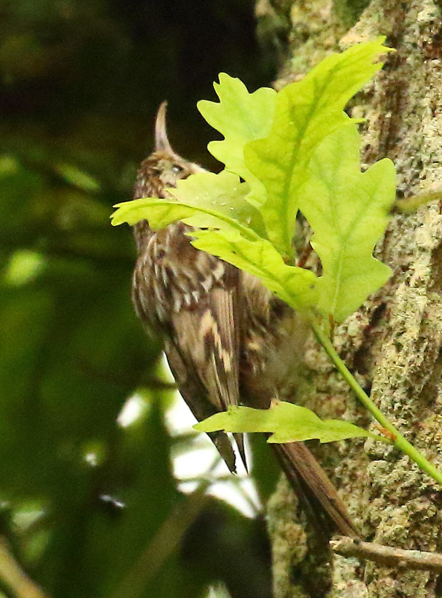 Short-toed Treecreeper - ML646739278
