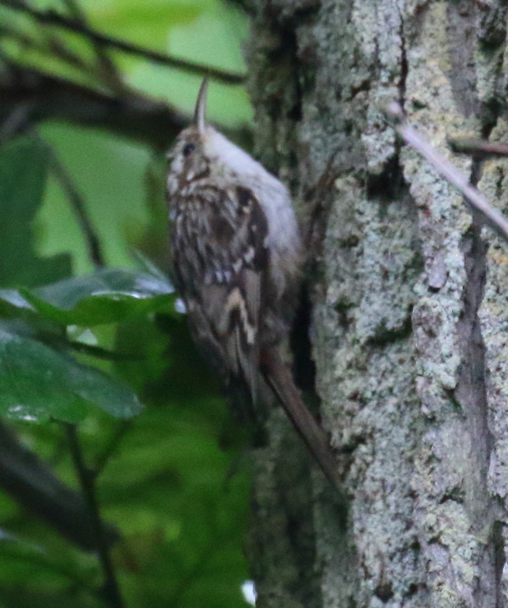 Short-toed Treecreeper - ML646739279