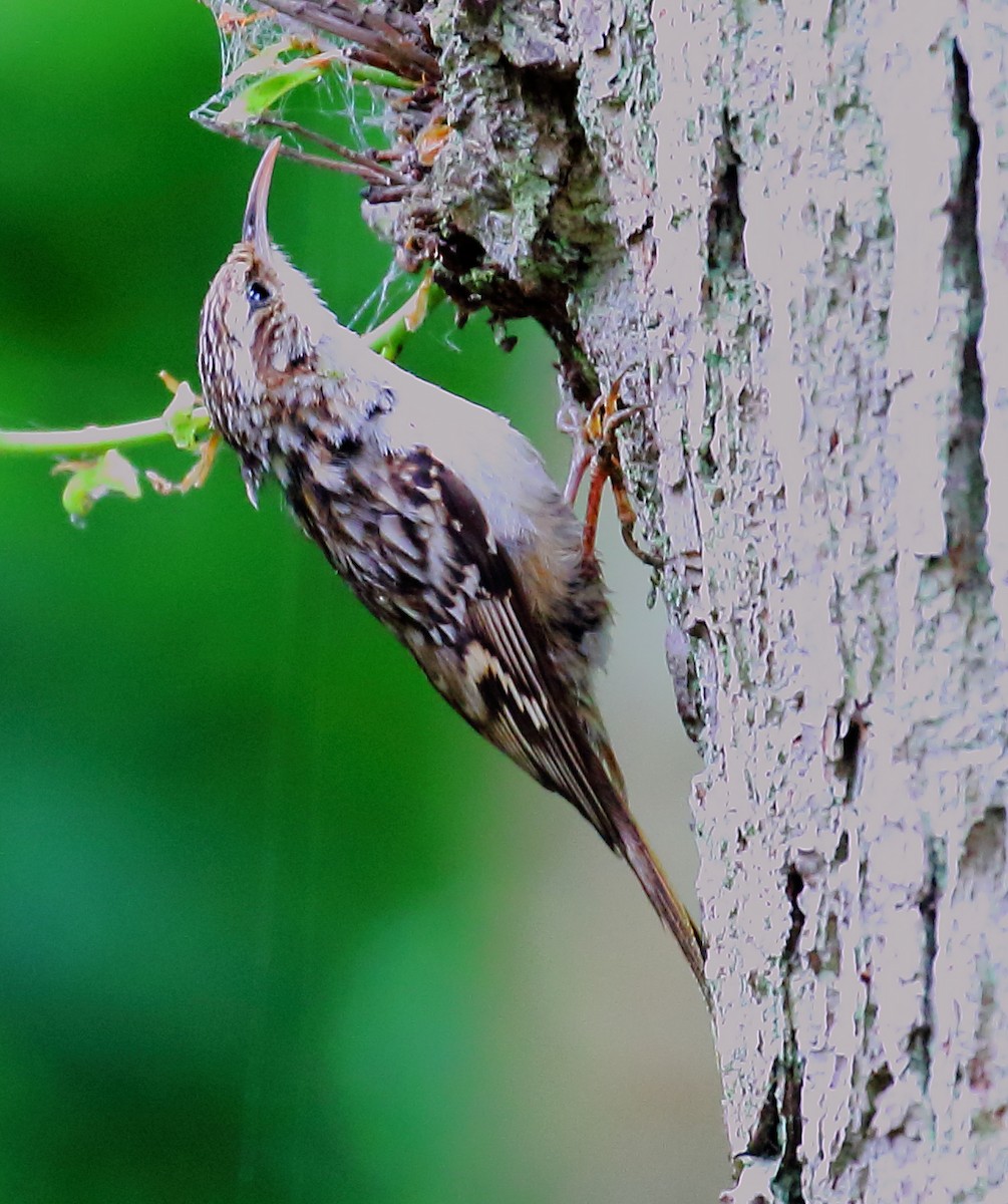Short-toed Treecreeper - ML646739280