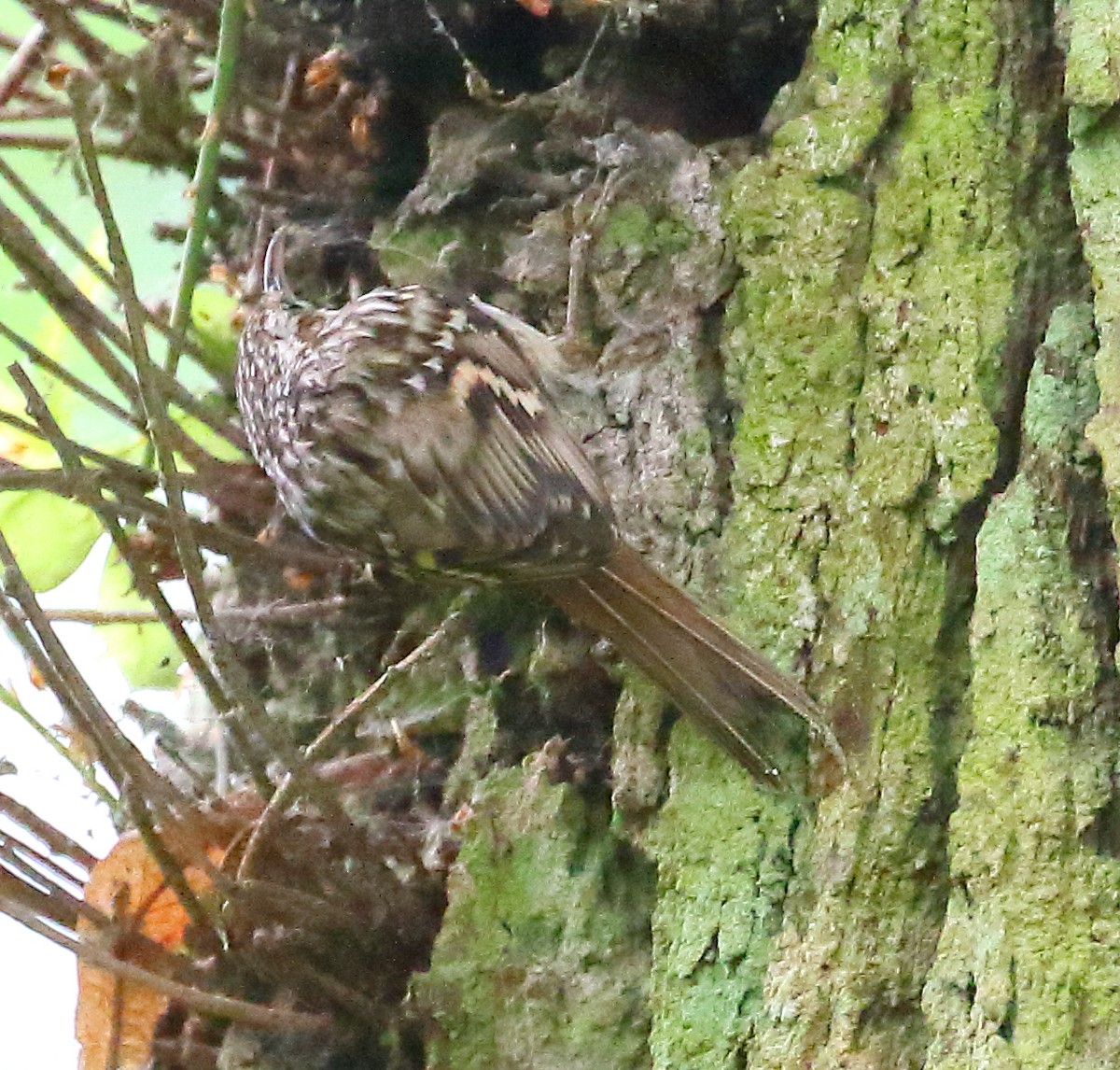 Short-toed Treecreeper - ML646739281
