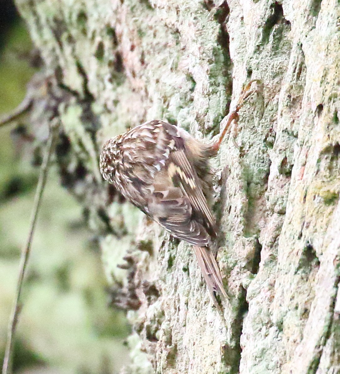 Short-toed Treecreeper - ML646739282