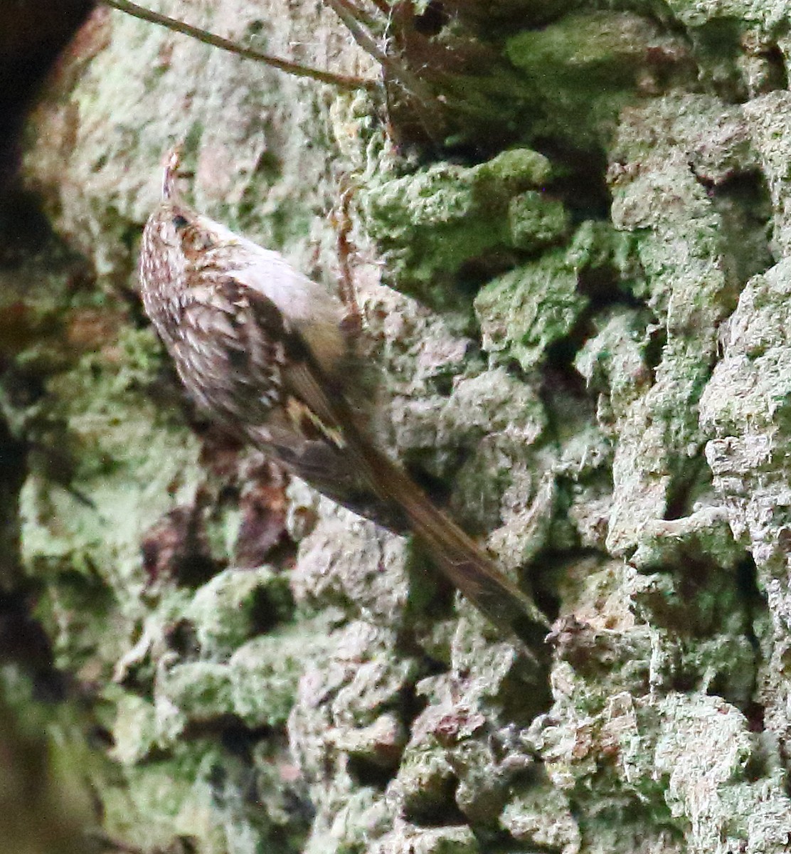 Short-toed Treecreeper - ML646739283
