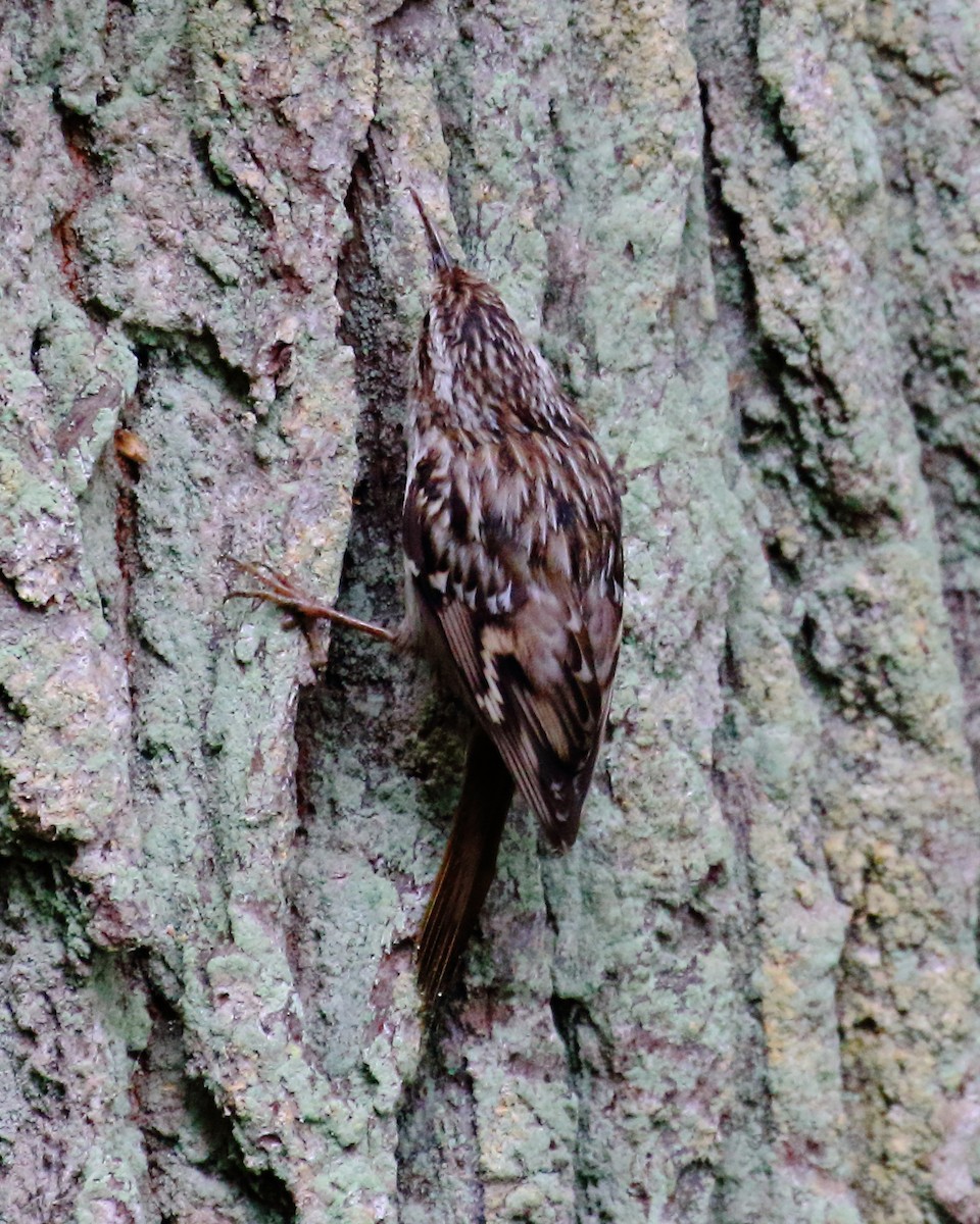 Short-toed Treecreeper - ML646739284