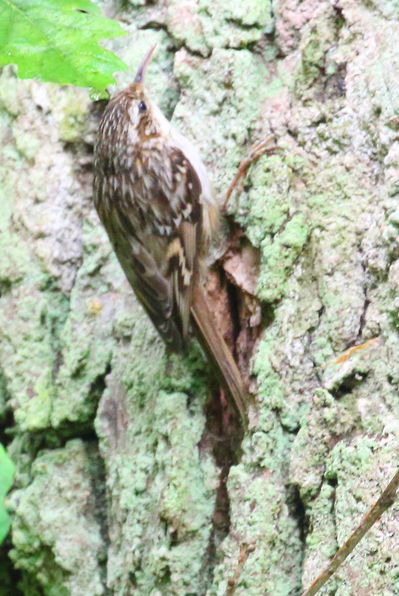 Short-toed Treecreeper - ML646739285