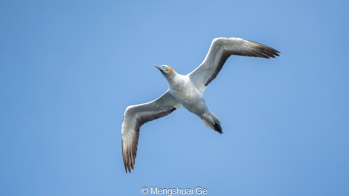 Australasian Gannet - ML646739286