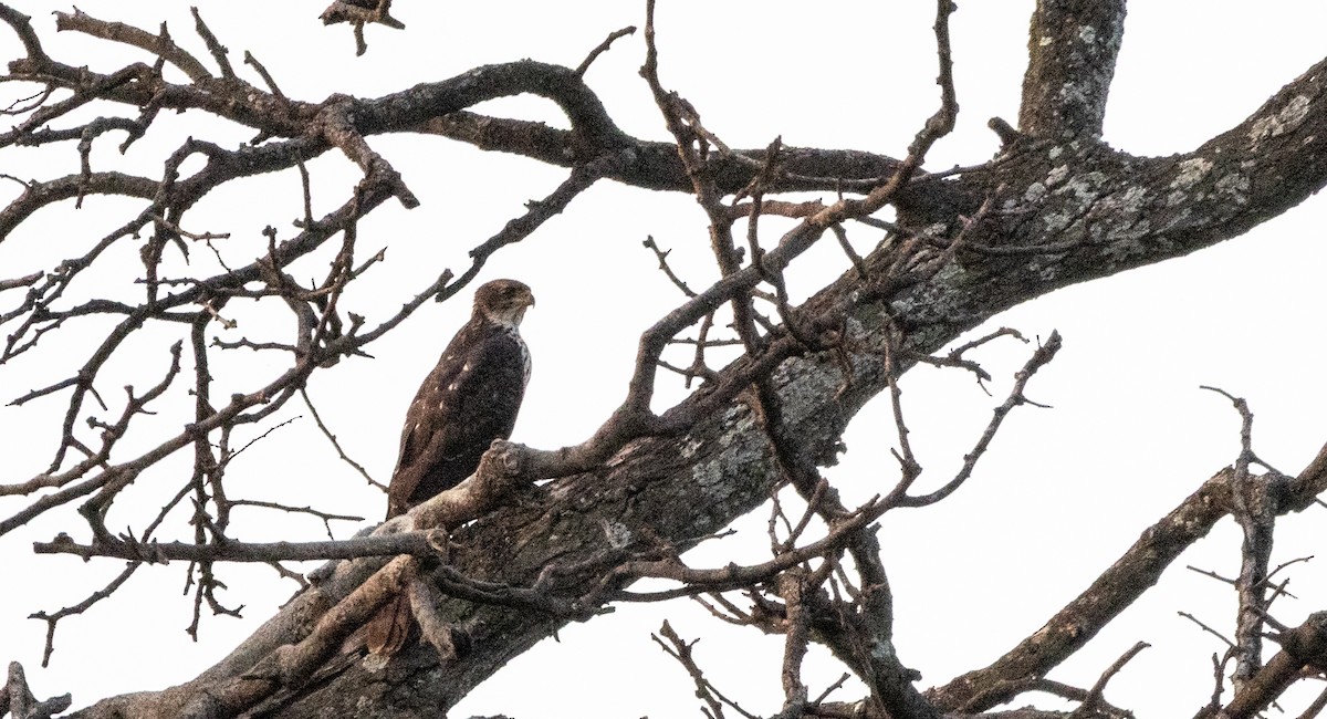 Black Goshawk - ML646739302