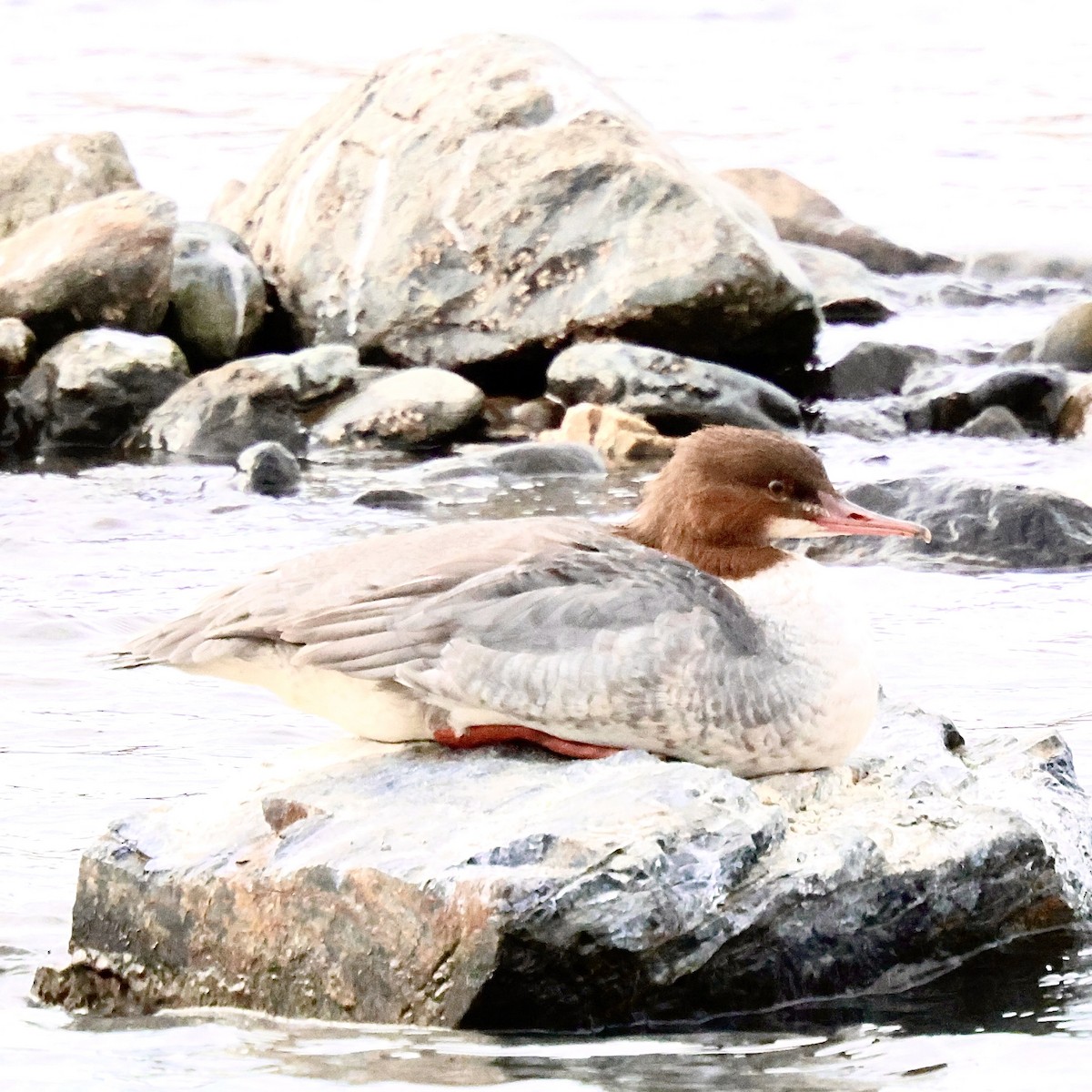 川秋沙 - ML646739303