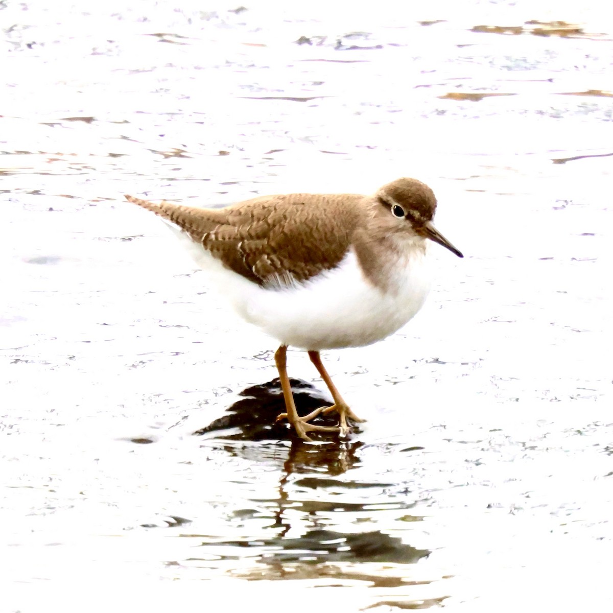 磯鷸 - ML646739306