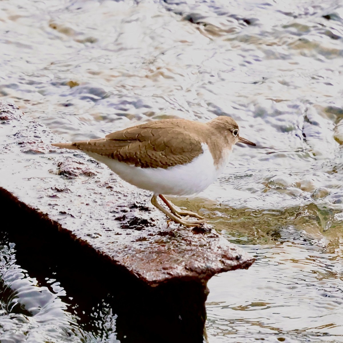 磯鷸 - ML646739307