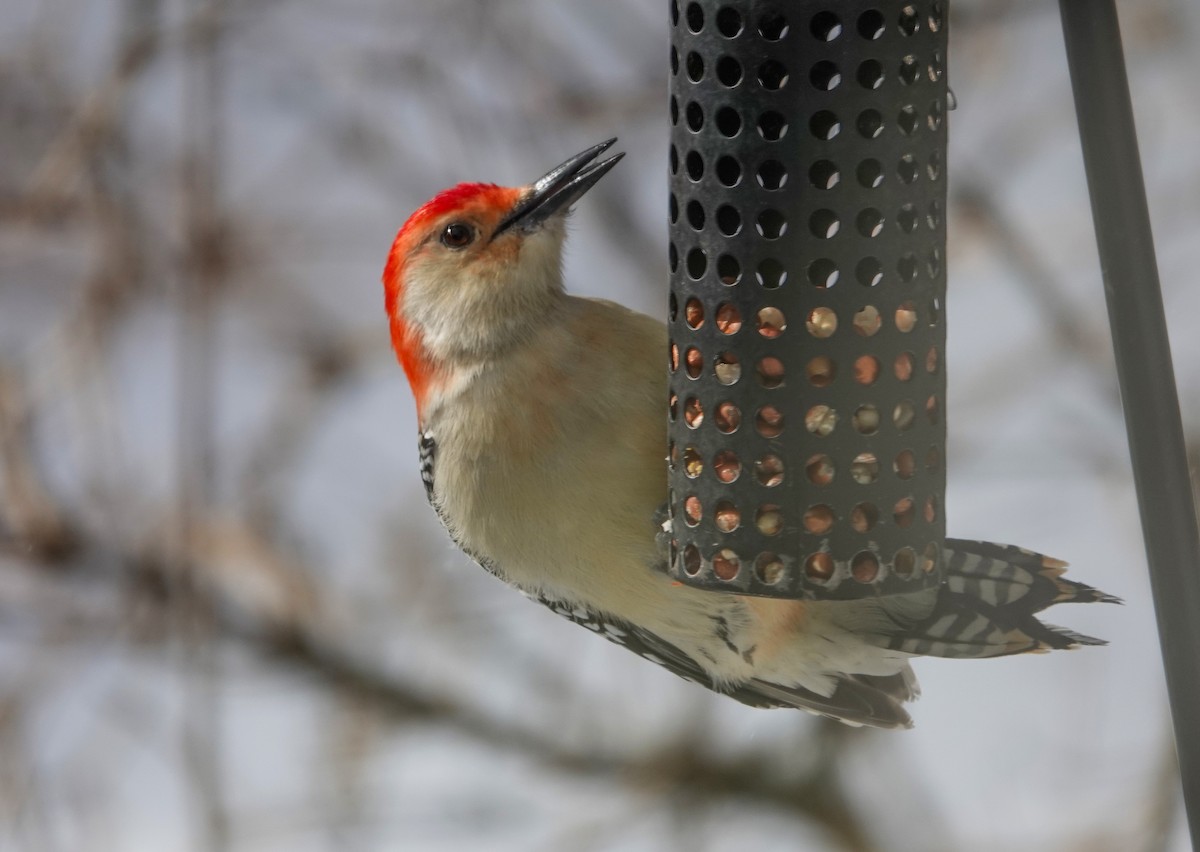 Red-bellied Woodpecker - ML646739308