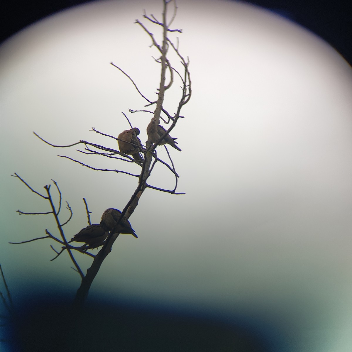 Eared Dove - ML646739311