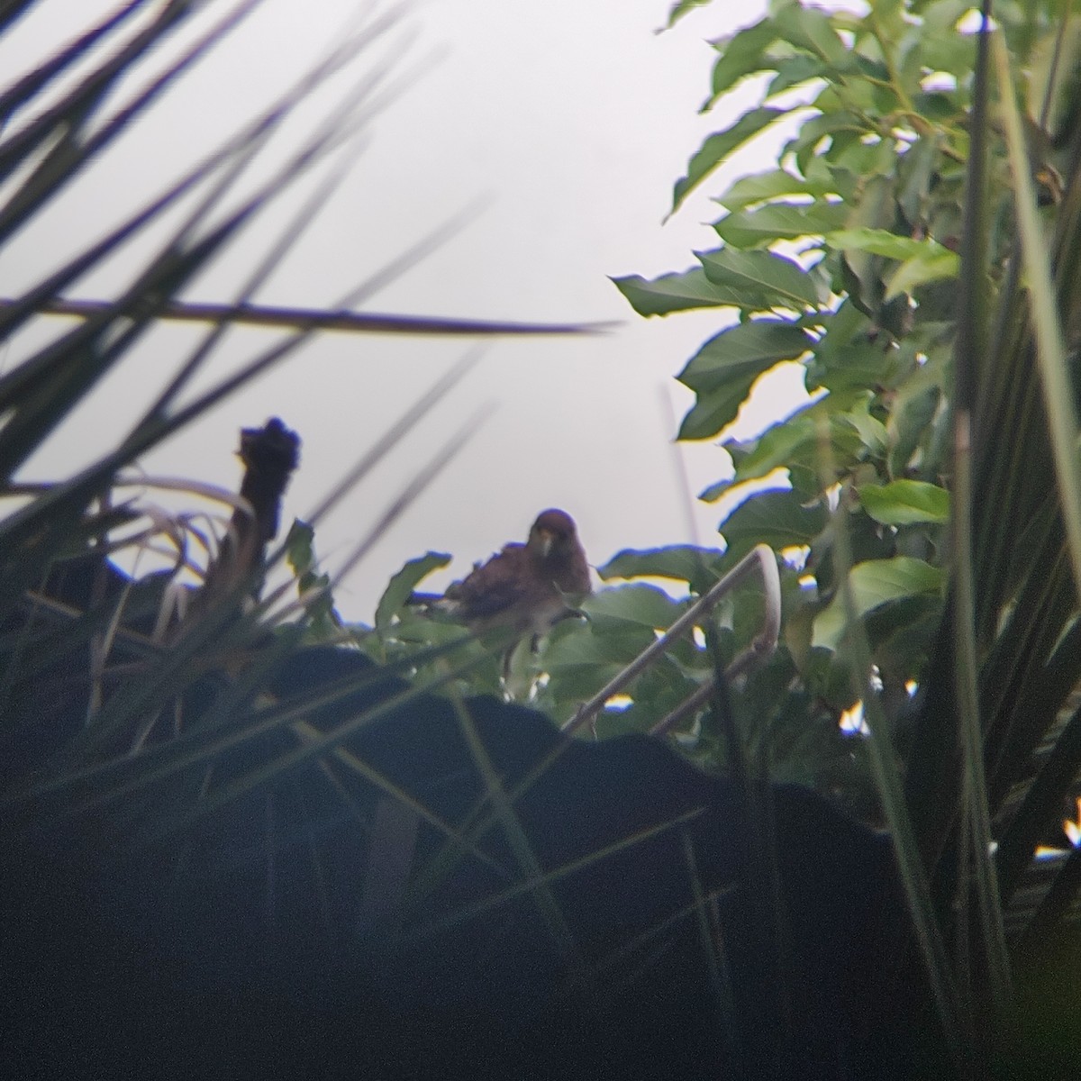 Chimango Caracara - ML646739315