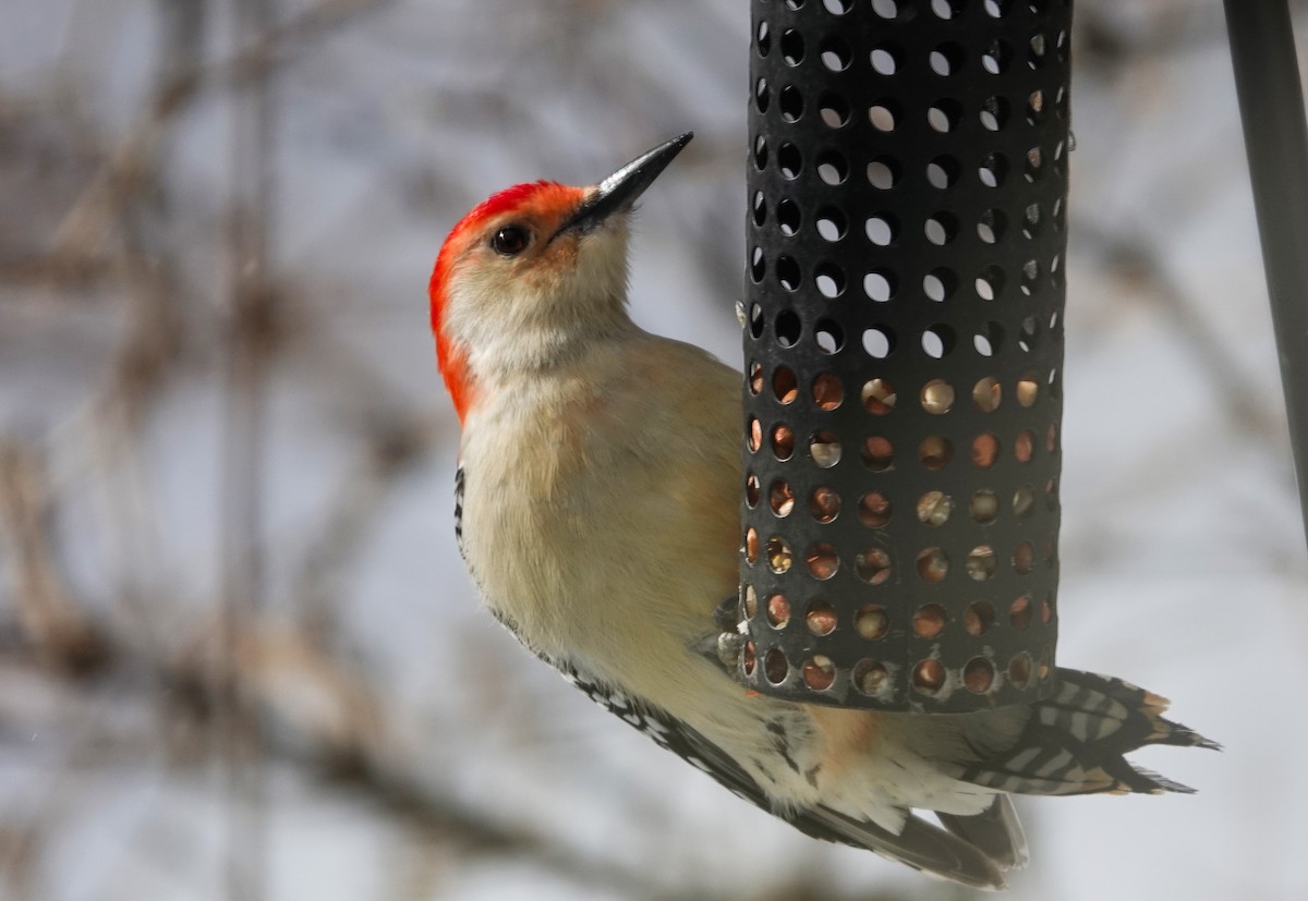 Red-bellied Woodpecker - ML646739316