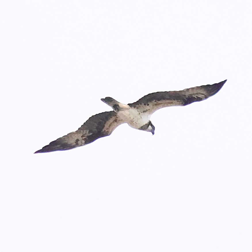 魚鷹 - ML646739317