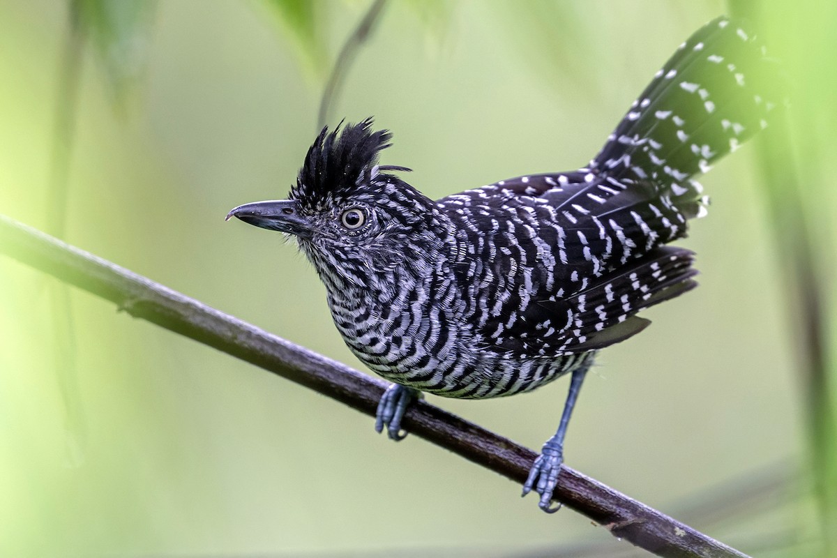 Barred Antshrike - ML646739323