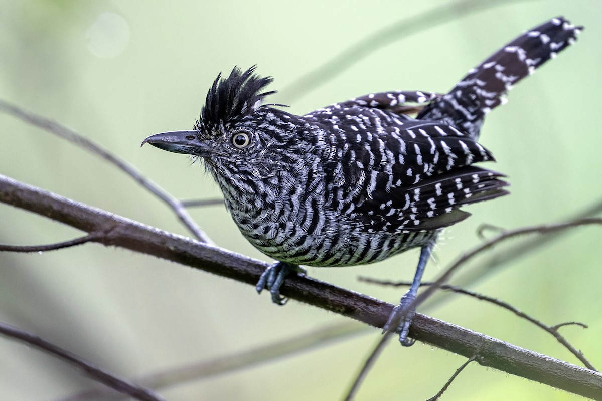 Barred Antshrike - ML646739324