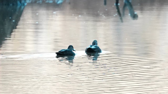 American Black Duck - ML646739326