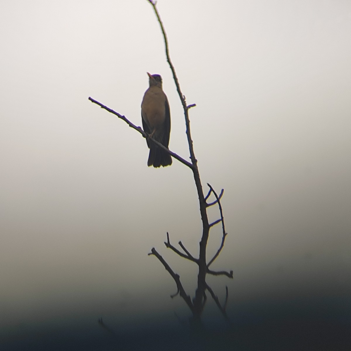 Austral Thrush - ML646739327