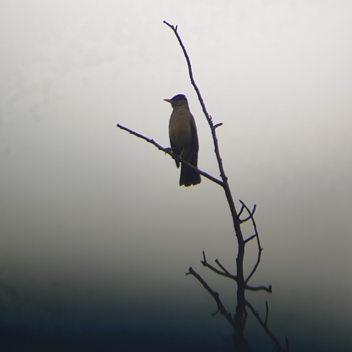 Austral Thrush - ML646739328