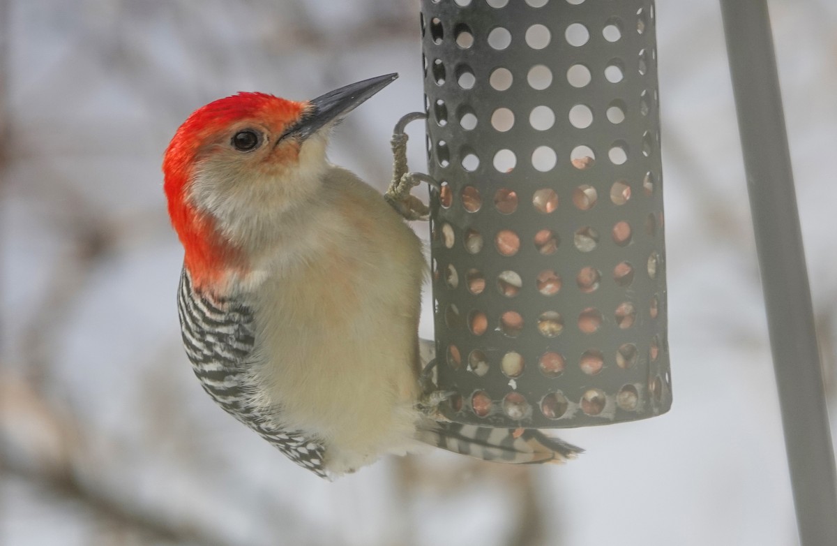 Red-bellied Woodpecker - ML646739329