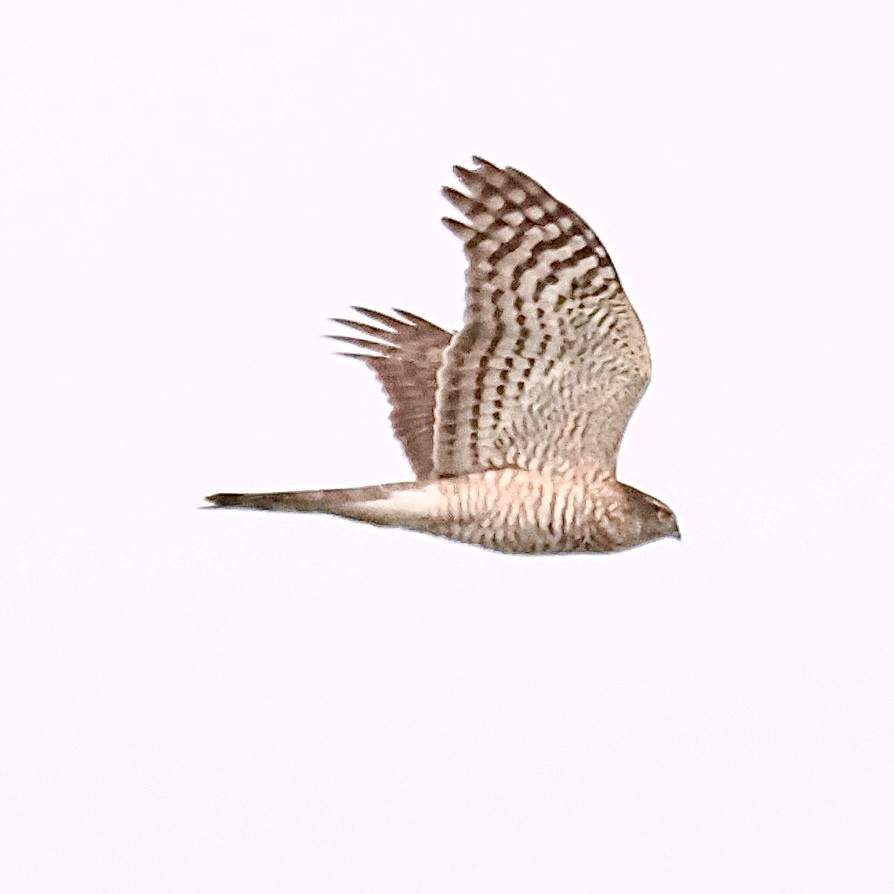 北雀鷹 - ML646739330