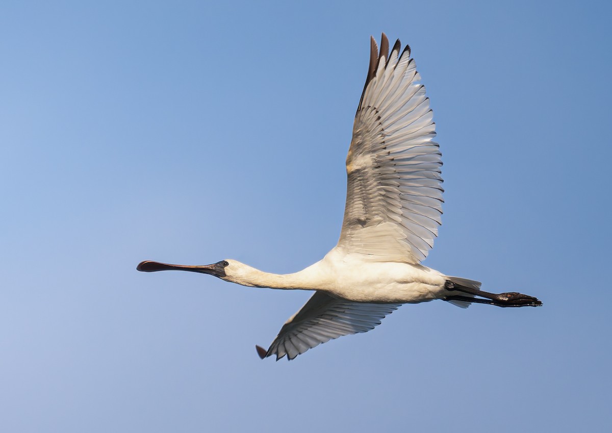 Black-faced Spoonbill - ML646739334
