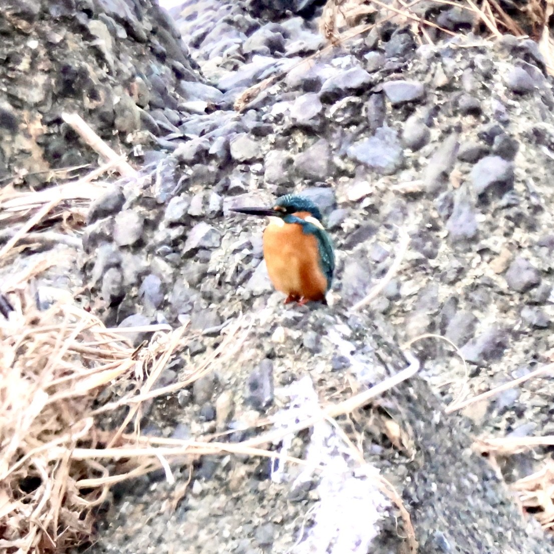 翠鳥 - ML646739338