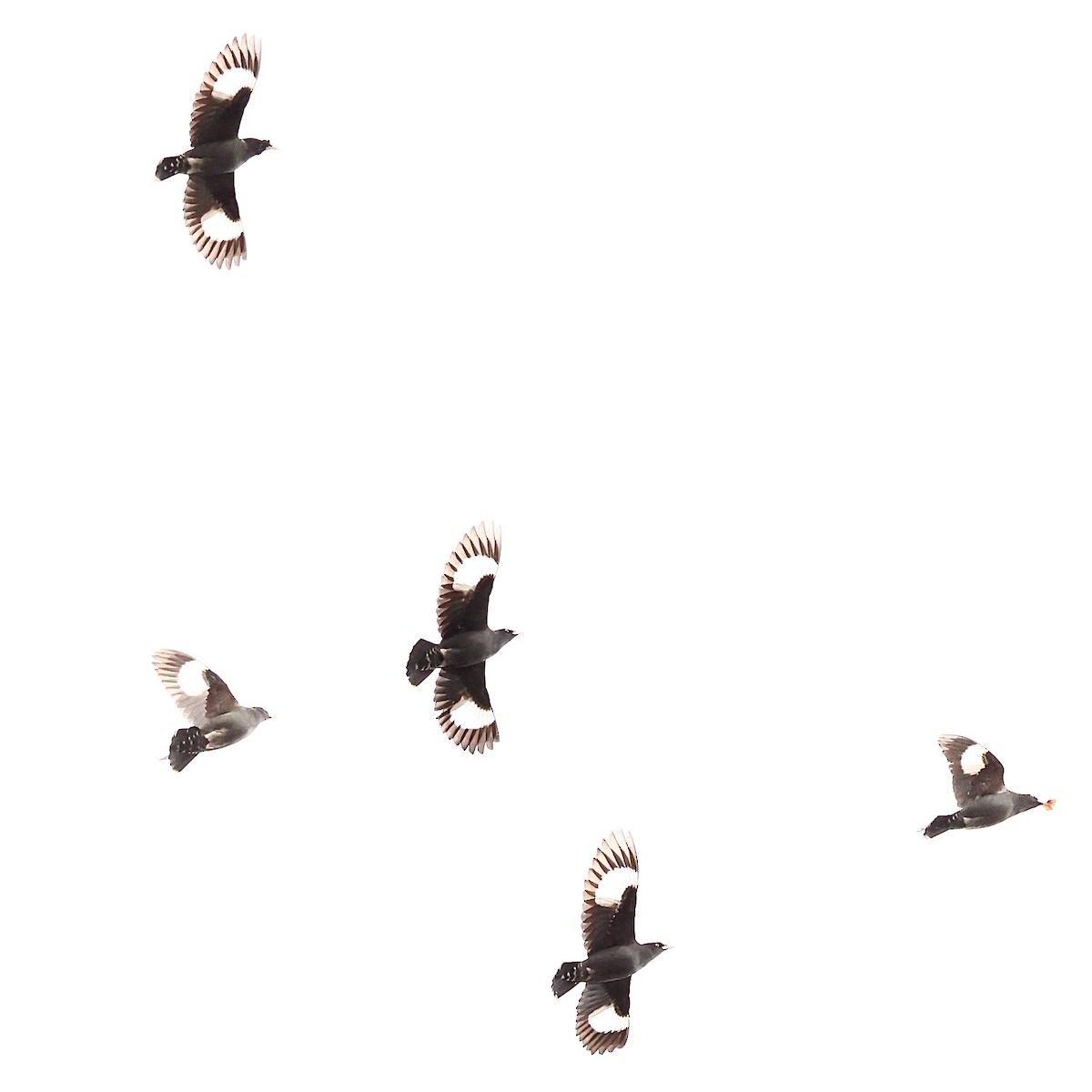 八哥(冠八哥) - ML646739339