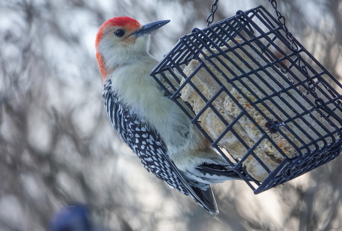 Red-bellied Woodpecker - ML646739340
