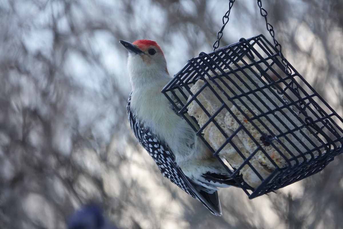Red-bellied Woodpecker - ML646739344