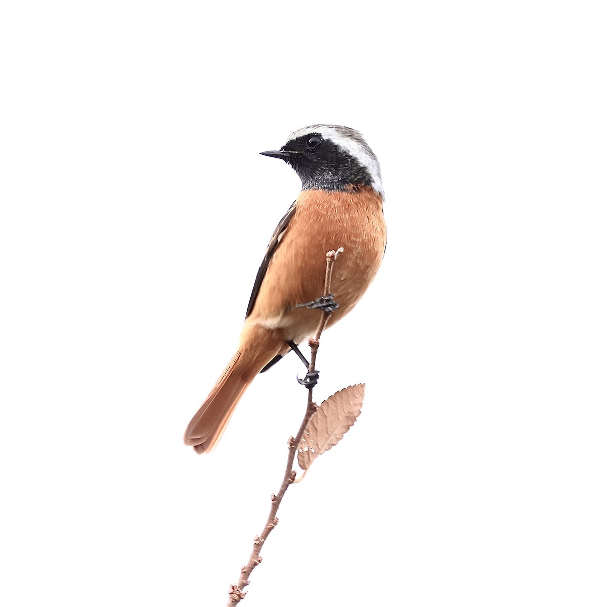 黃尾鴝 - ML646739346