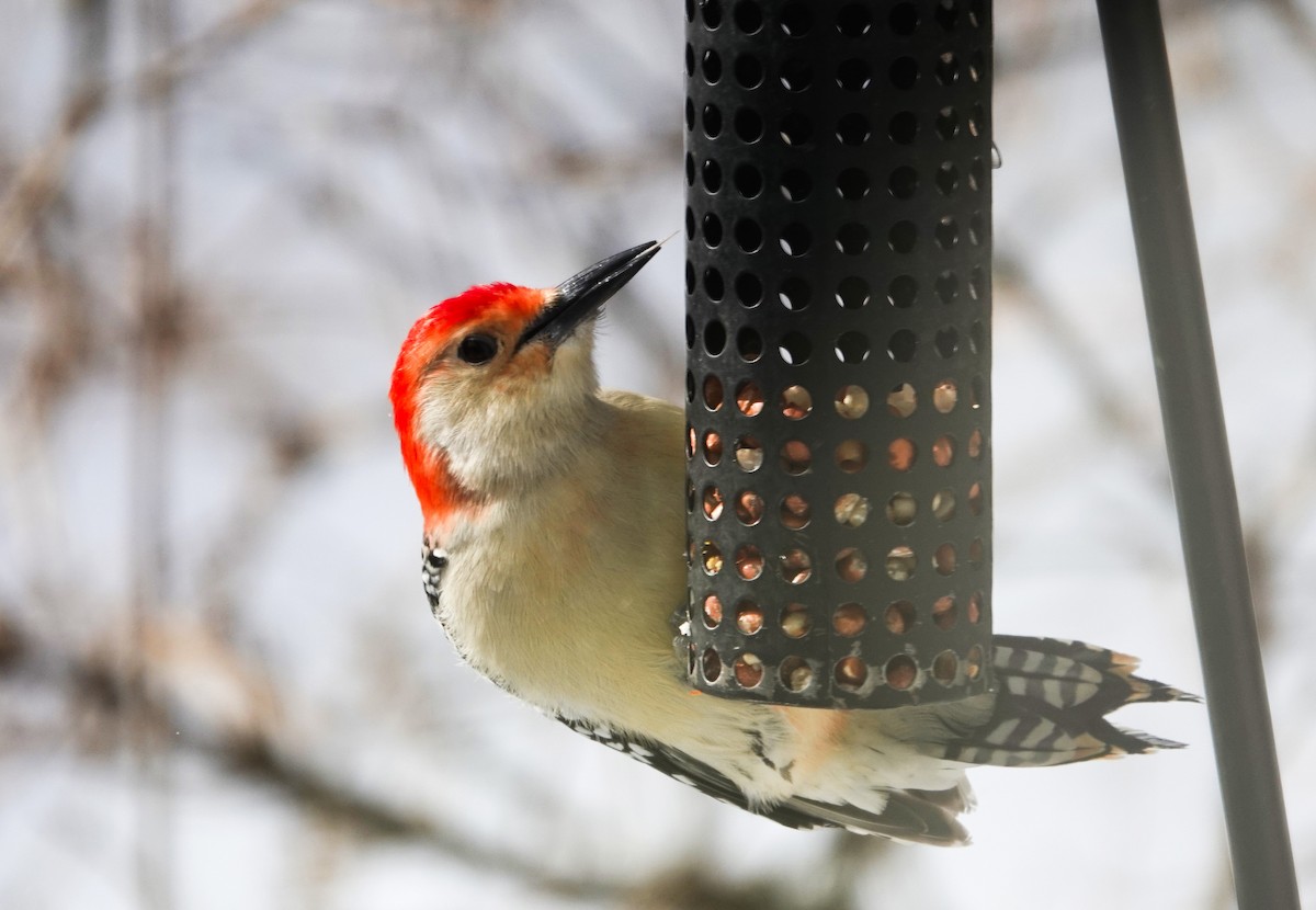 Red-bellied Woodpecker - ML646739349