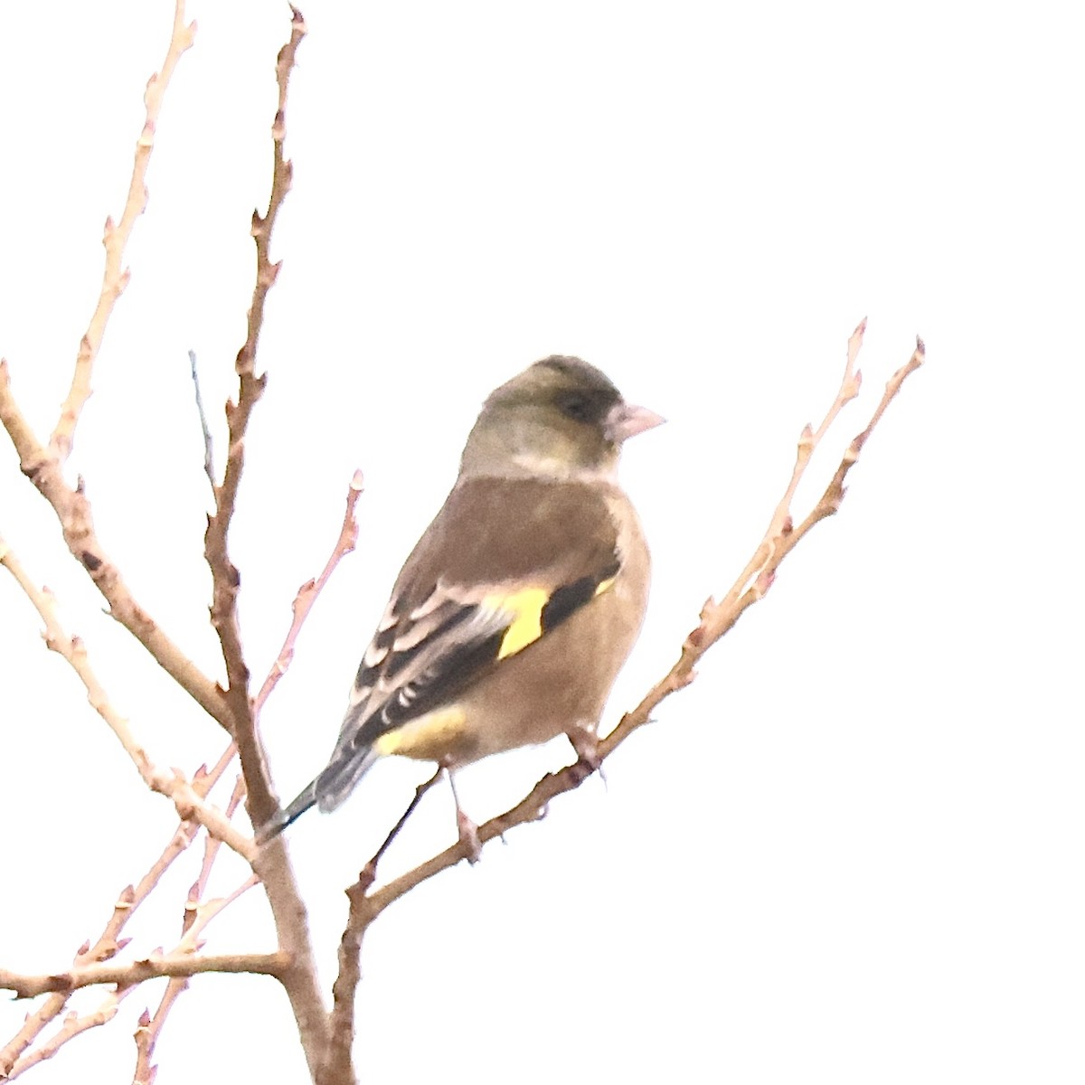 金翅雀 - ML646739352