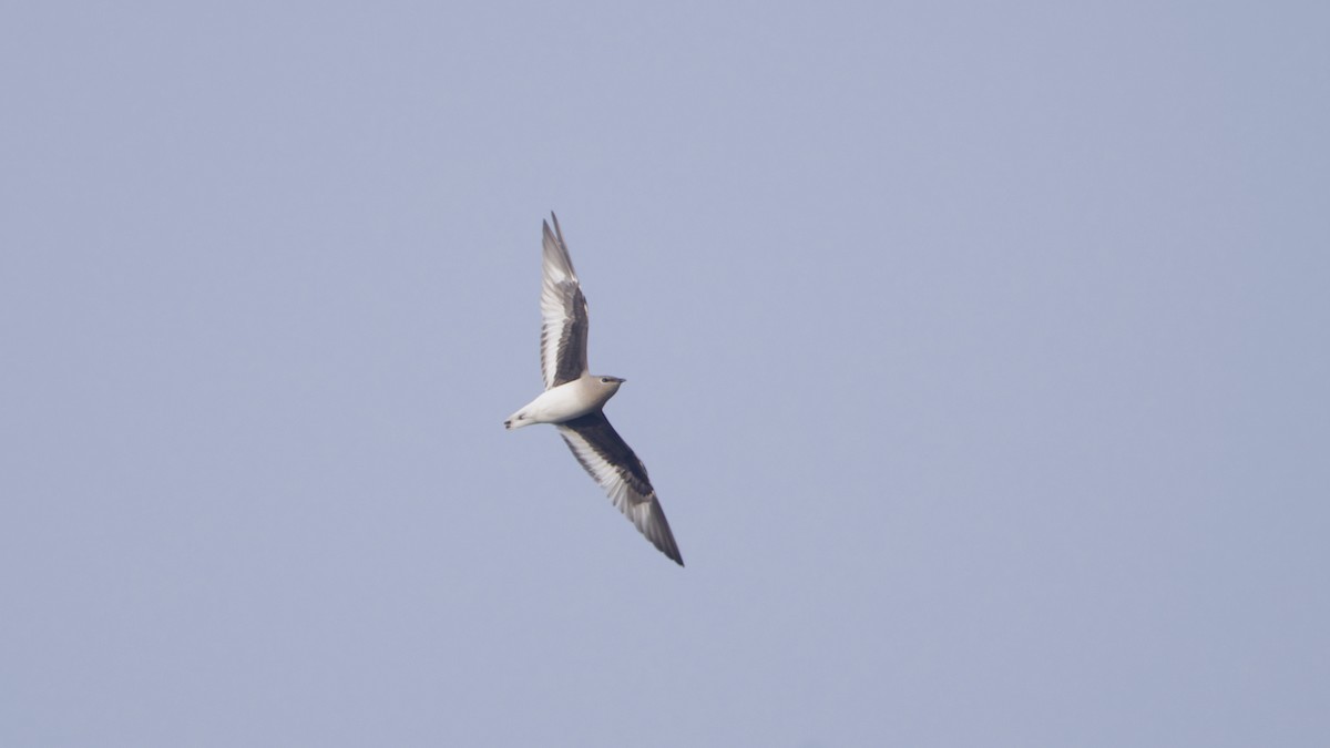 Küçük Bataklıkkırlangıcı - ML646739353