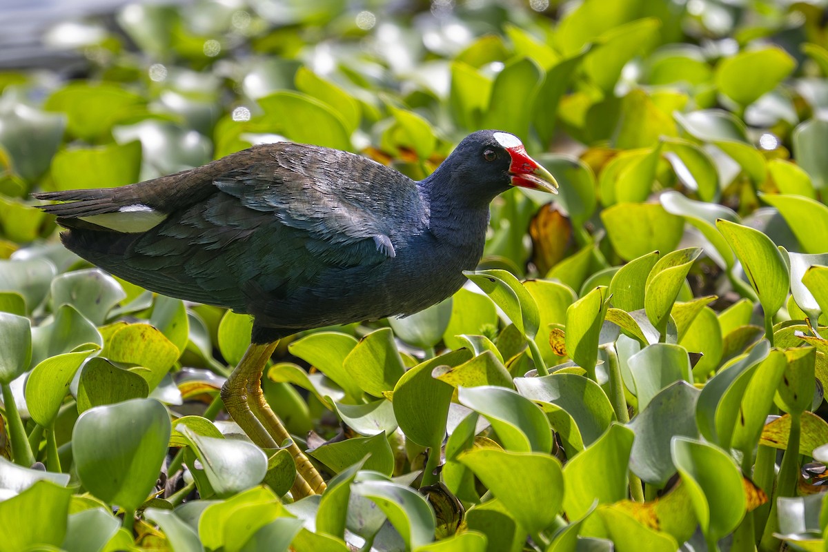 Purple Gallinule - ML646739354