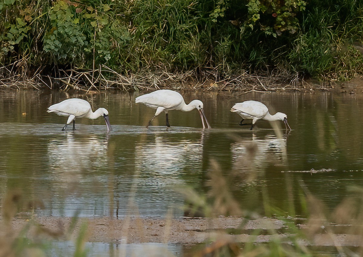 Black-faced Spoonbill - ML646739355