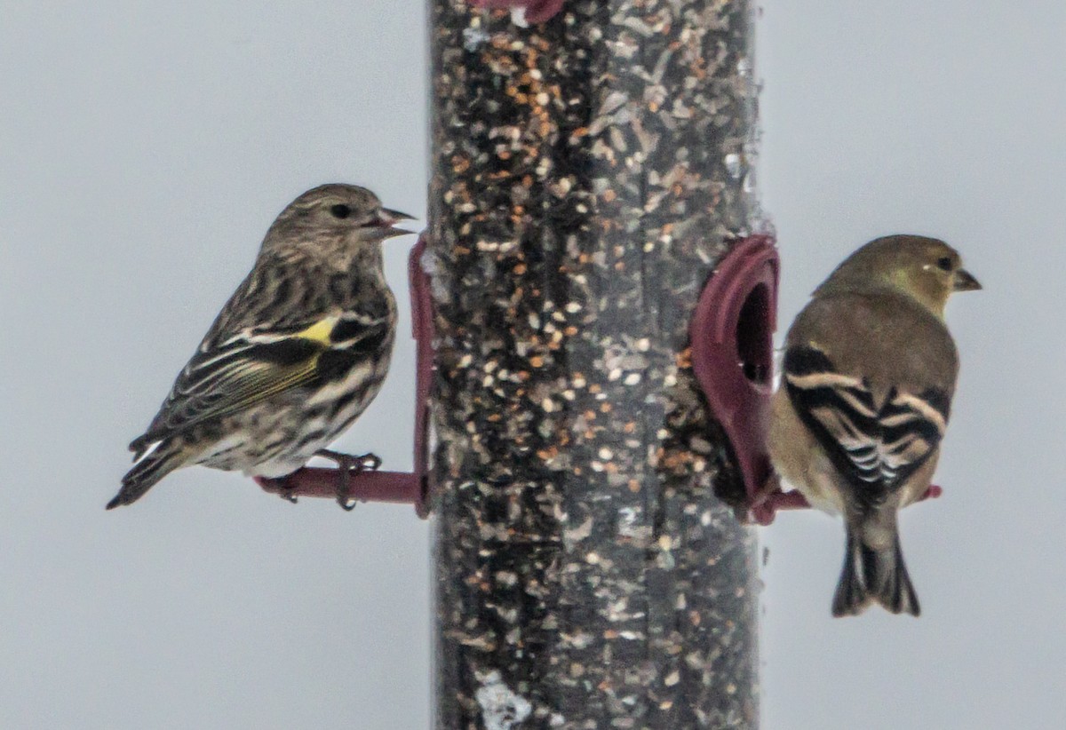 Pine Siskin - ML646739356