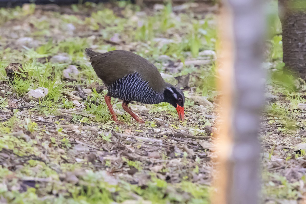 Okinawa Rail - ML646739360