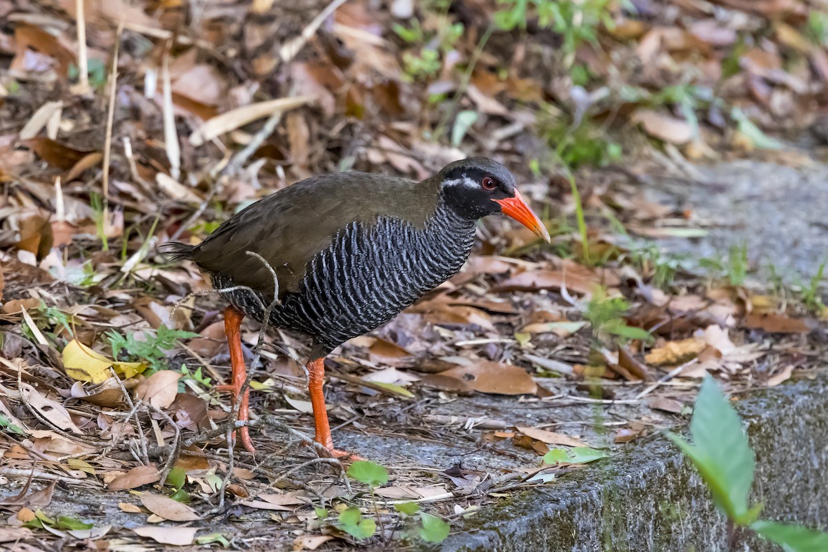 Okinawa Rail - ML646739361