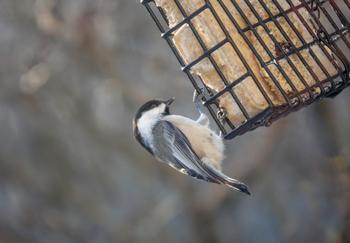 Black-capped Chickadee - ML646739362
