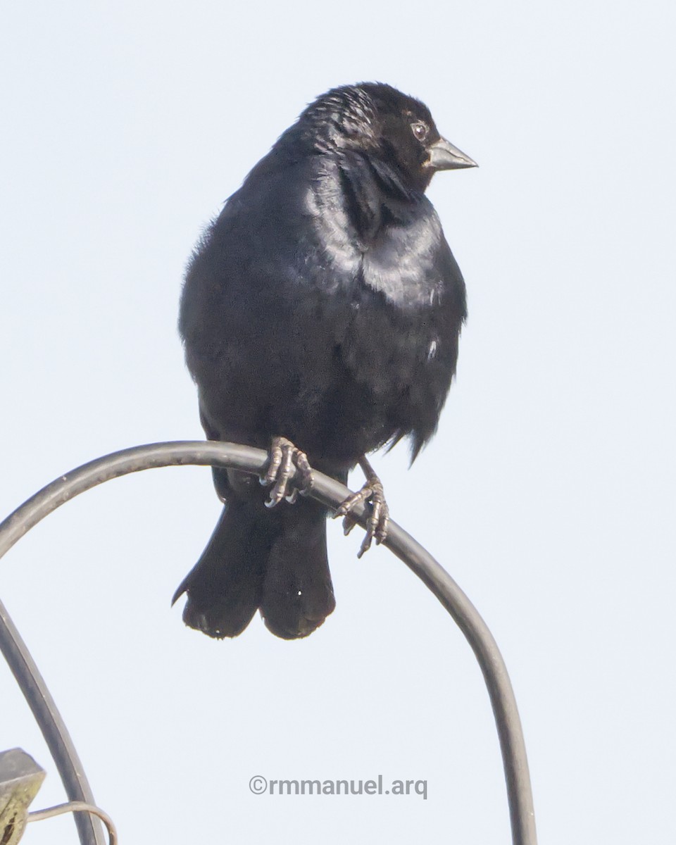 Rotachsel-Kuhstärling - ML646739363