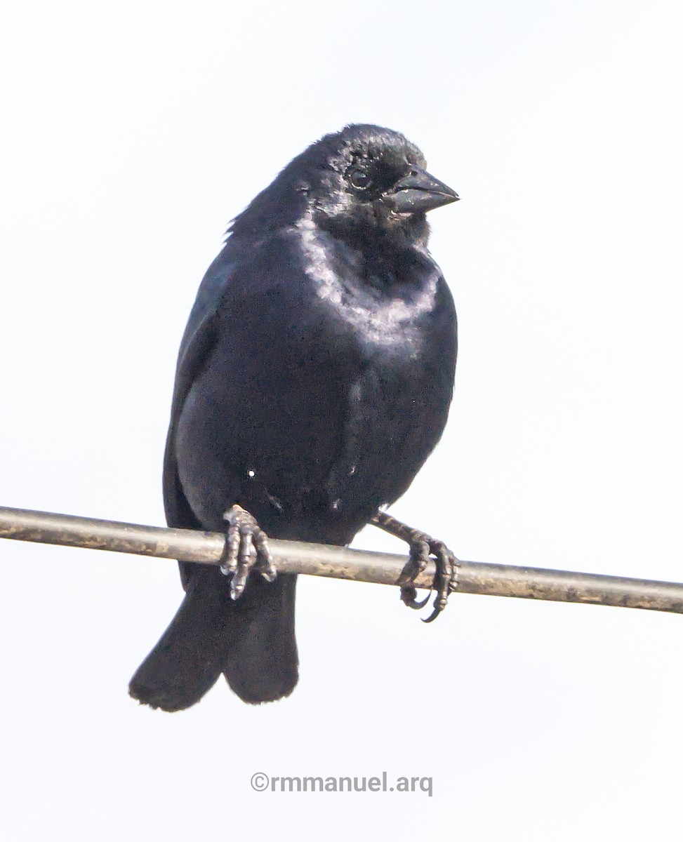 Rotachsel-Kuhstärling - ML646739364