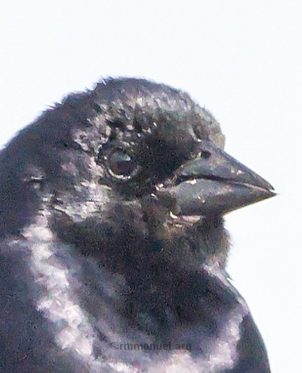 Rotachsel-Kuhstärling - ML646739365