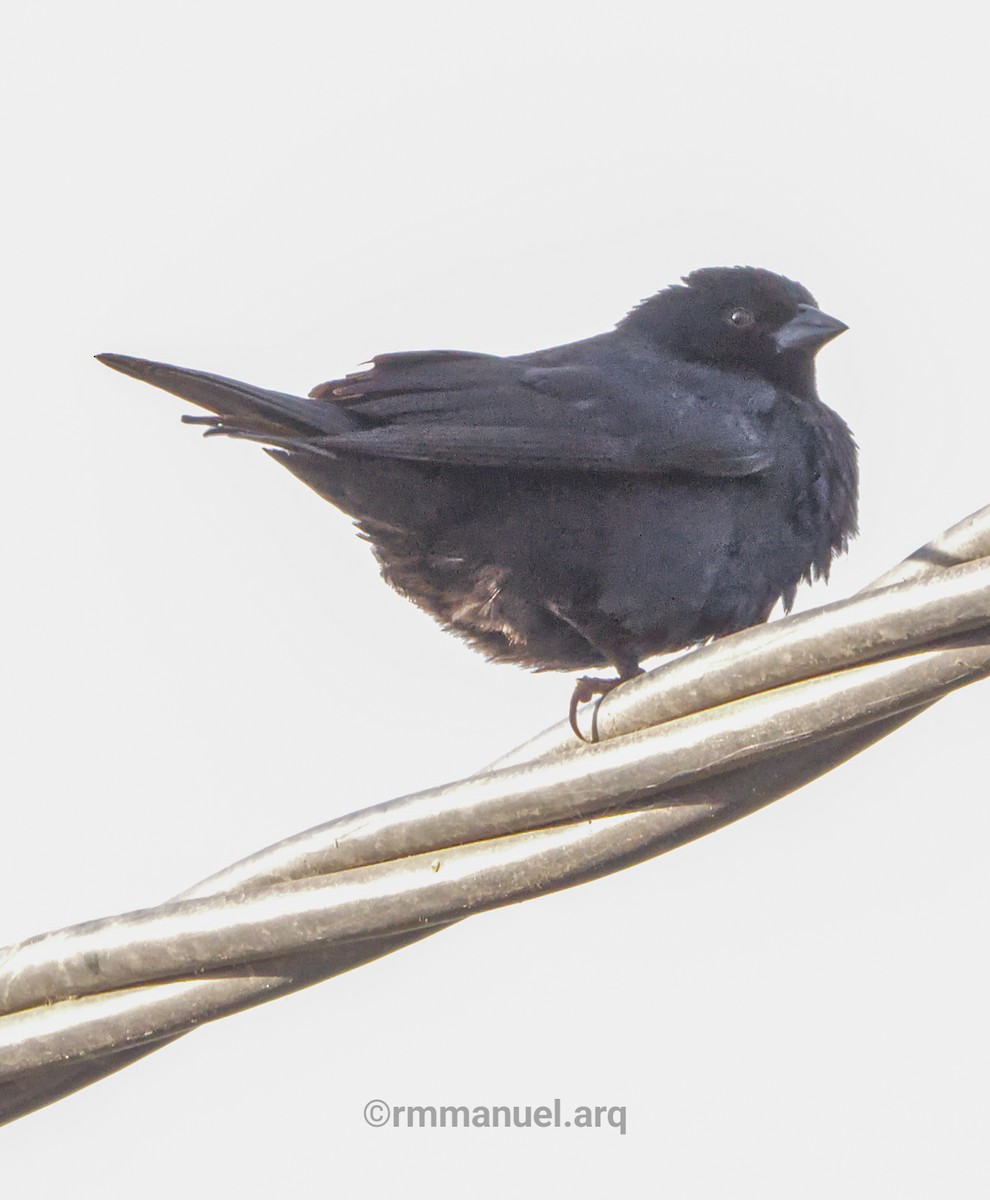 Rotachsel-Kuhstärling - ML646739366