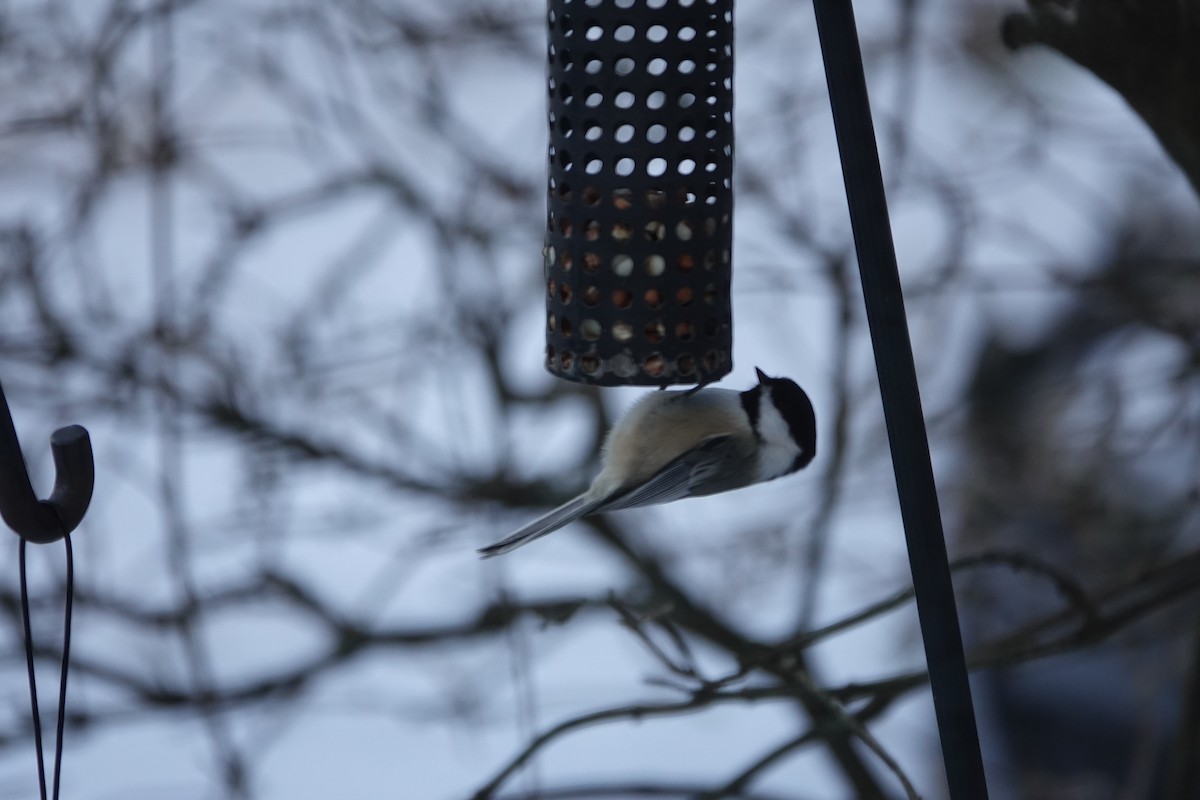 Black-capped Chickadee - ML646739367