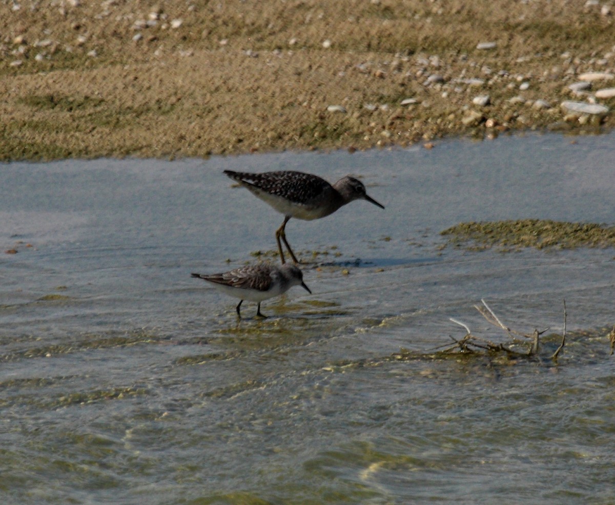 Кулик-воробей - ML646739374