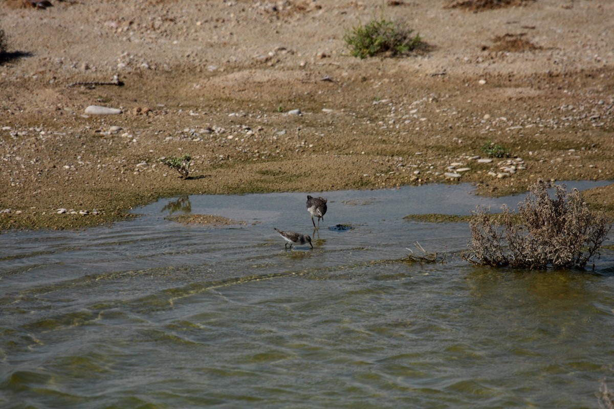 Кулик-воробей - ML646739375