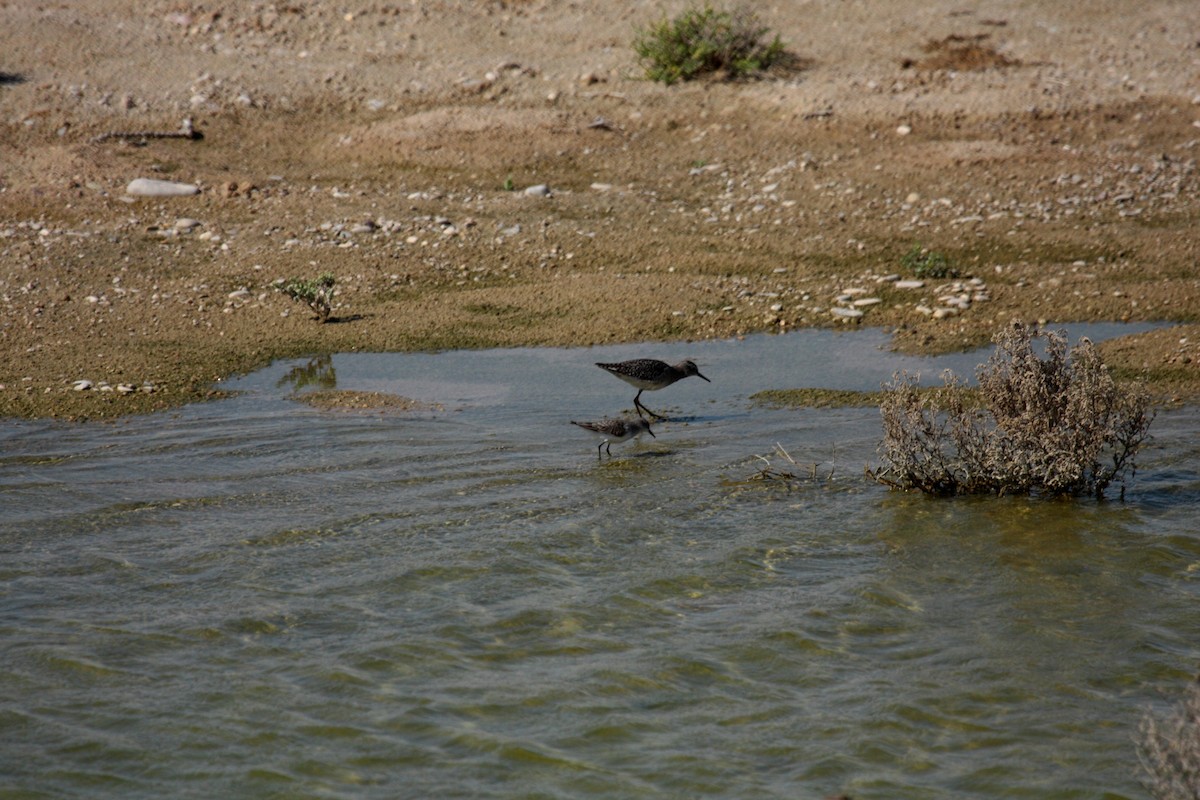 Кулик-воробей - ML646739376